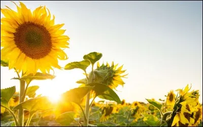 A quelle famille appartient cette fleur ?