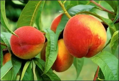 En 2011, parmi ces pays, lequel était le plus grand producteur de ce fruit ?