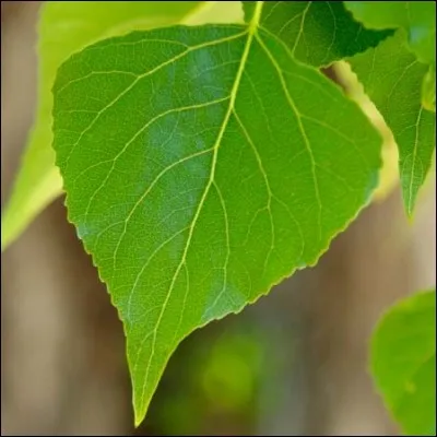 Sur quelle arbre trouve-t-on cette feuille ?