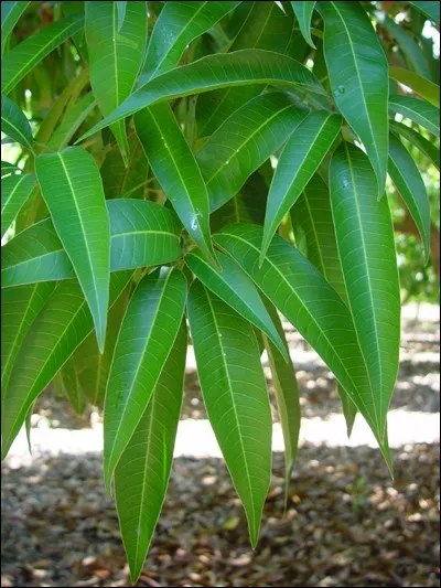 Sur quelle arbre trouve-t-on cette feuille ?