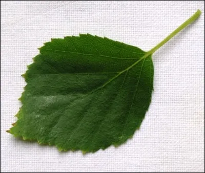 Sur quelle arbre trouve-t-on cette feuille ?