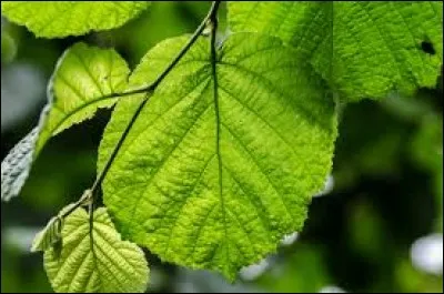 Sur quelle arbre trouve-t-on cette feuille ?