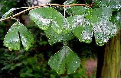 Sur quelle arbre trouve-t-on cette feuille ?