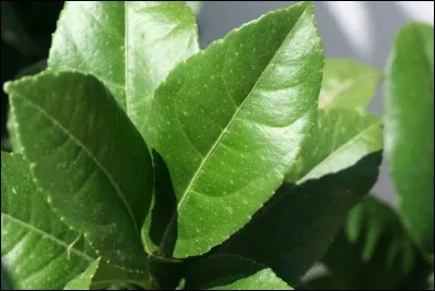 Sur quelle arbre trouve-t-on cette feuille ?