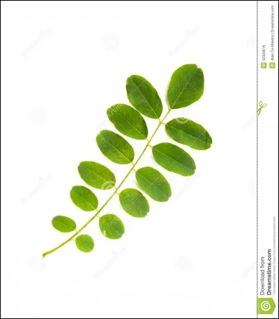 Sur quelle arbre trouve-t-on cette feuille ?