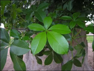 Sur quelle arbre trouve-t-on cette feuille ?