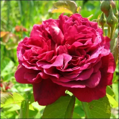 Qu'y a-t-il dans un nom ? Ce que nous appelons rose, Par n'importe quel autre nom sentirait aussi bon. C'est William Shakespeare qui a dit cette phrase. Vrai ou faux ?