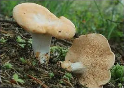 Quel est le nom de ce champignon ?