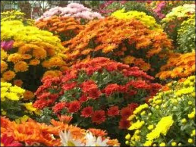 Complétez ce dicton : Automne en fleurs ...