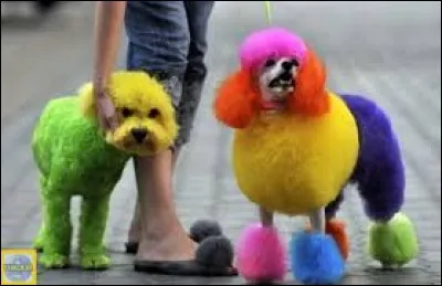 [Arts plastiques] Désigner la couleur ne rentrant pas dans la catégorie des couleurs dites "primaires" :