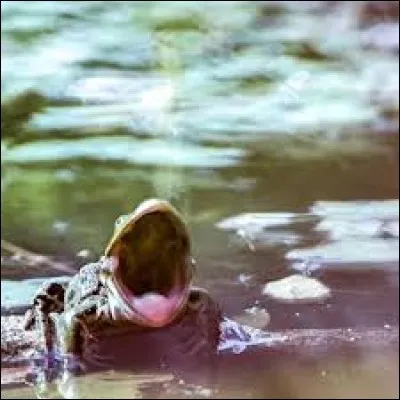 [Sciences naturelles] De ces animaux, désigner celui n'appartenant pas à l'ordre des amphibiens :