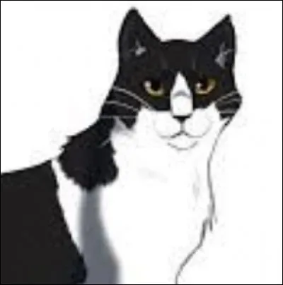 Quel chat Sol manipule-t-il ?