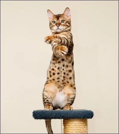 Comment dit-on "chat" en allemand ?