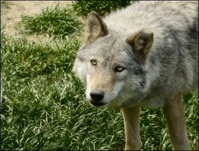 Où est né Croc-Blanc ?