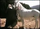 Comment se nomme le cheval de Gandalf dans la trilogie ' le seigneur des anneaux' ?