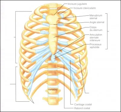 Comment s'appelle cette partie du corps ?