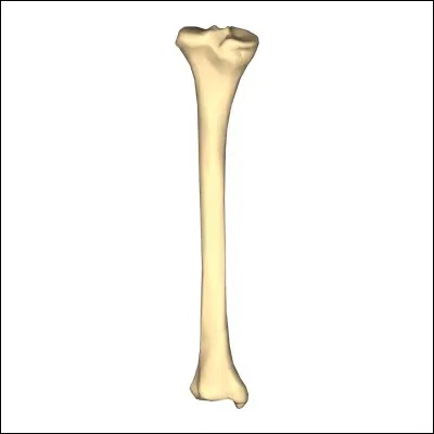 Où se trouve le tibia ?