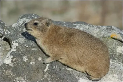 Quel est ton animal légendaire préféré ?