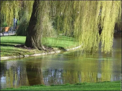 En quoi se métamorphose la nymphe Daphné ?