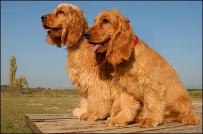 Facilement reconnaissable à leurs grandes oreilles, ce sont de loyaux amis qui aiment jouer; ils sont toujours prêt à partir faire un tour, battent de la queue et veulent socialiser. C'est un chien passionné, facile à aimer.