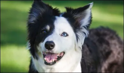 Renommé pour sa gestion des troupeaux, le voir rassembler toutes ses bêtes est des plus impressionnant. C'est un chien intelligent et agile, super pour attraper un frisbee au vol.
Un autre copain mais il faut avoir de l'énergie pour s'en occuper.