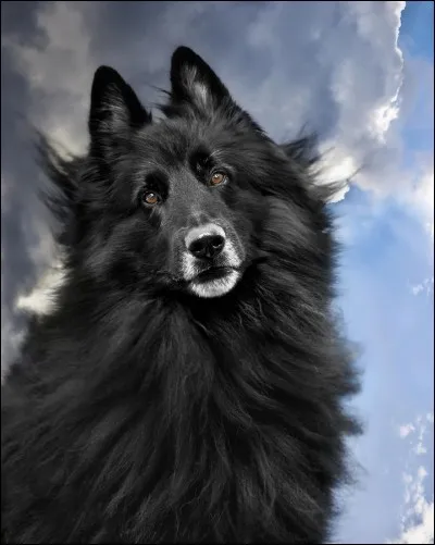 Un chien loyal qui se reconnaît à ses oreilles pointées. Il est très entraînable et devient un assistant fiable pour les opérations de secours, les forces de l'ordre, la division des narcotiques, bref il aime l'engagement et de forts liens familiaux.