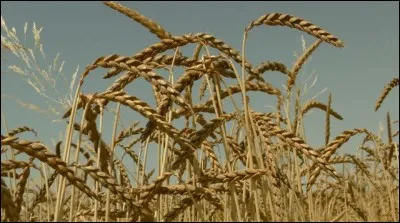 Quelle céréale proche du blé est appelée " Blé du gaulois " ?