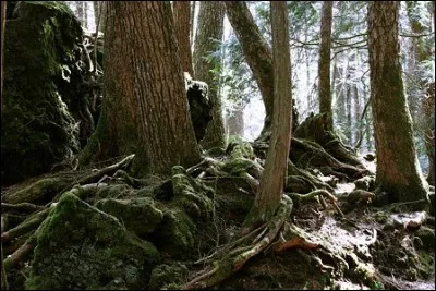 Quel est le surnom de la forêt Aokigahara ?