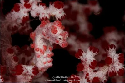 Qu'est-ce que c'est ?