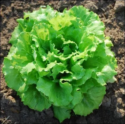 Quel est le nom de ce légume ?