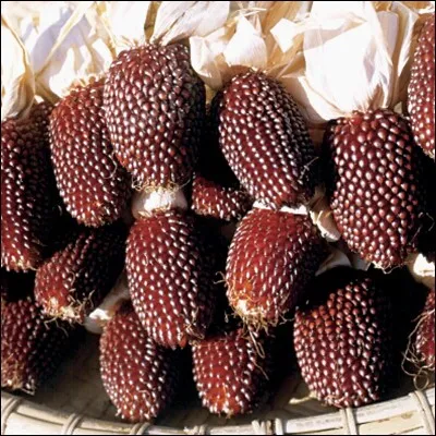 Quel est le nom de ce légume ?