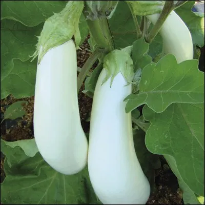 Quel est le nom de ce légume ?