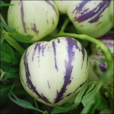 Quel est le nom de ce légume ?