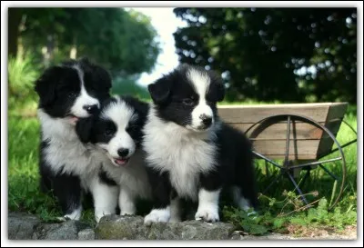 Jusqu'à quel âge peut-il vivre ?
