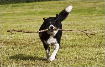 Quelle est son origine ?