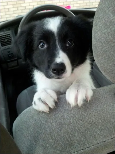 Son poids tourne normalement autour de .....