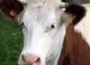 Quiz Domestic animal in French - Animaux domestiques en fran�ais