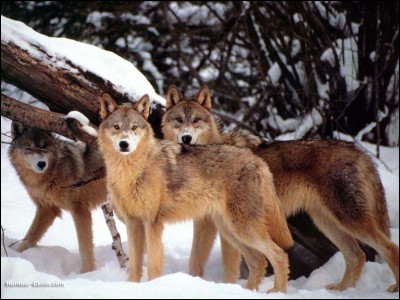 Le hurlement du loup peut se faire entendre à 26 kilomètres à la ronde.