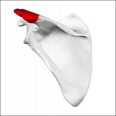 Où se situe "l'acromion",(apophyse osseuse) ?