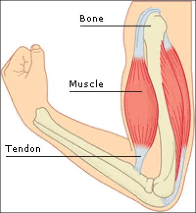 Les tendons et les ligaments ont des structures anatomiques identiques.