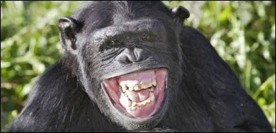 Quelle est l'activité sociale essentielle chez les chimpanzés ?