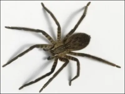 Les araignées sont bien plus vieilles que les dinosaures.