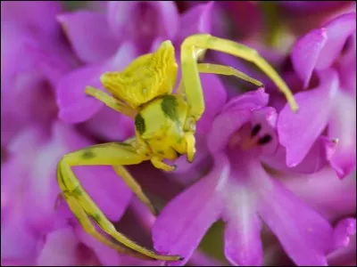 Comment se nomme cette araignée ?