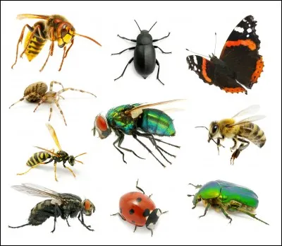 La baisse de la pression atmosphérique modifie le comportement sexuel des insectes.