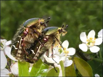 Ce n'est pas en latin mais en anglais que l'on parle d'un certain comportement sexuel chez les insectes. Que signifie : "same-sex sexual" ?