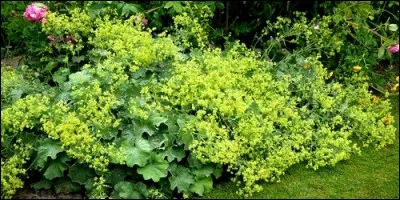 Comment appelle-t-on ce genre de plantes ?