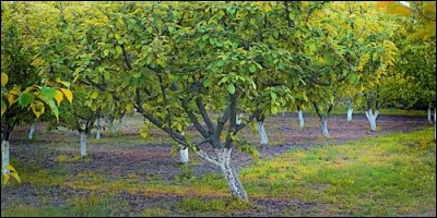 L'albergier est un arbre qui porte des albergines.