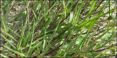 On nomme quelque fois, à tort, l'agrostis :