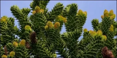 De quelle origine est l'araucaria ?