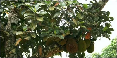 Quel arbre tropical fait partie de la famille des Moracées ?